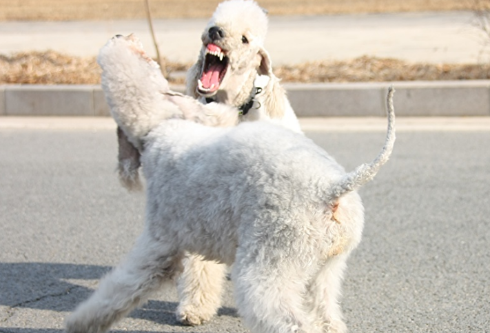 贝灵顿梗犬的优缺点 贝灵顿梗犬的优缺点