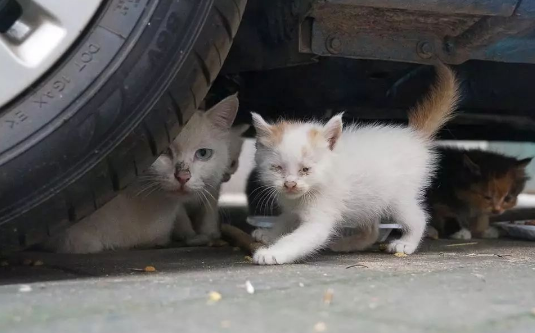 流浪猫生产时注意事项是什么？答案在这里