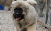 家庭养高加索犬可怕吗
