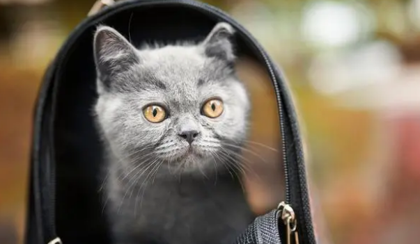 晚上叫的猫是公猫还是母猫