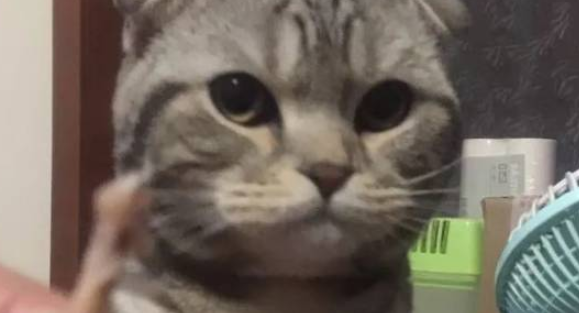 买了鸡爪回来，猫：这么少不够我塞牙缝！