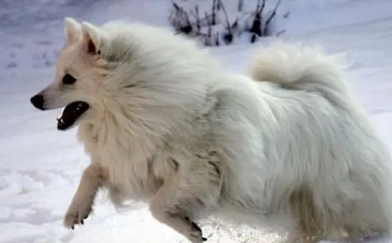 芬兰狐狸犬怎么洗澡？洗澡流程是？