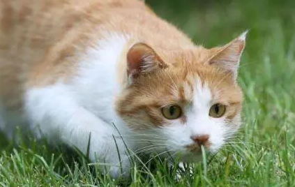 猫咪为什么记忆短促的原因 猫咪为什么记忆短促的原因