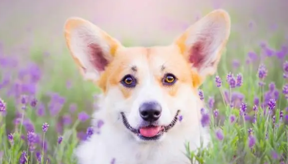 小型家养宠物犬有哪些