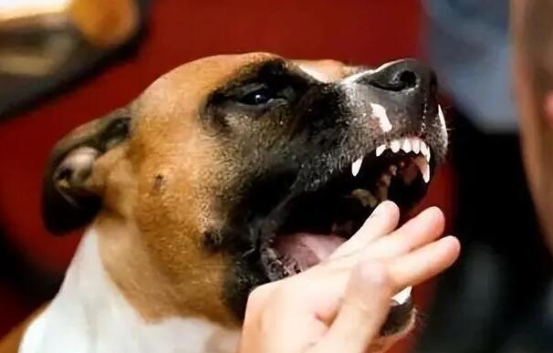 4个月以内的狗不带狂犬病