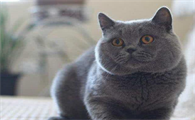 养蓝猫有什么好处