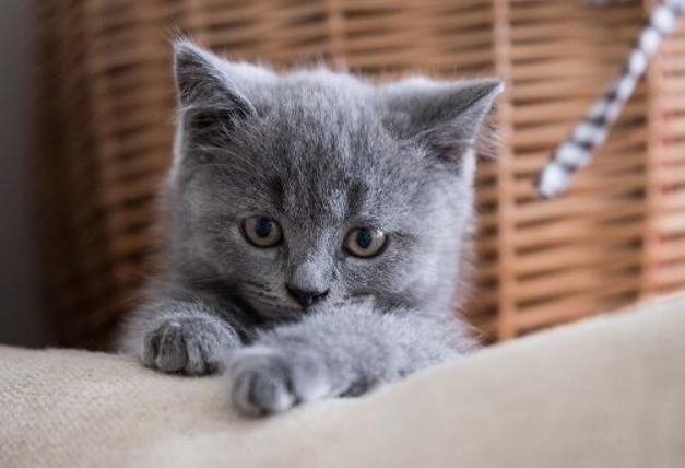 英短猫心脏病的早期症状 英短猫心脏病的早期症状