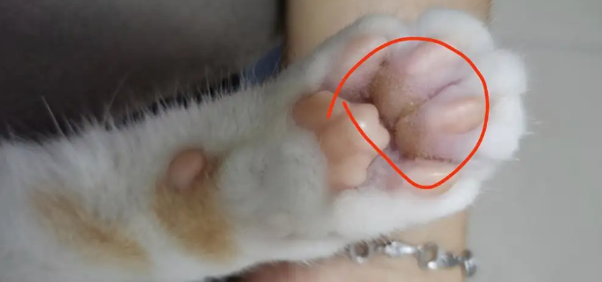 猫的脚掌摸着多烫算发烧