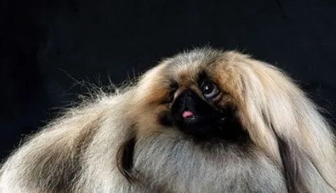 纯种黑脸北京犬价格 纯种黑脸北京犬价格