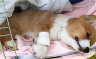 狗狗多大开始翻肠子