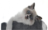 猫死后的七天，主人要注意什么？