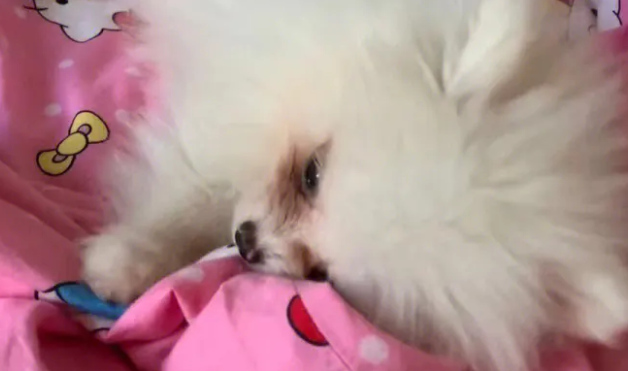 博美狗狗泪痕怎么消除的 博美狗狗泪痕怎么消除的