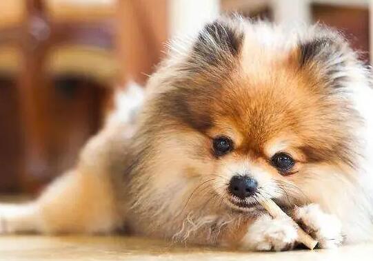 博美犬容易被气死