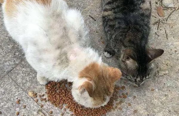 流浪猫赖着不走被打死了