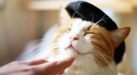 猫咪为什么会给人摸鼻子呢