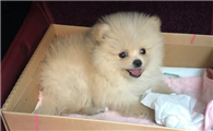 我想把博美打死 暴打博美犬视频