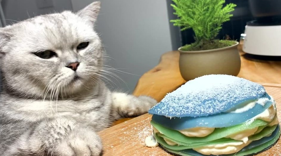 料理猫王怎么拍出来的