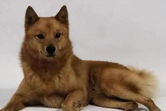 训练芬兰狐狸犬卧下，要注意什么？