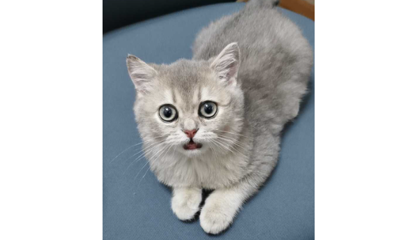 蓝猫和银渐层配出来的