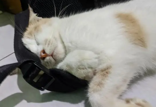 猫咪呼吸很急促,肚皮一抽一抽的