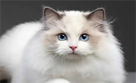 布偶猫喜欢你的表现