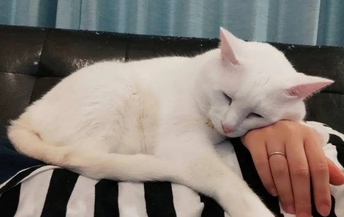 猫咪在床边睡觉为什么会叫呢