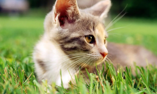 猫咪脚上为什么要剃毛发 猫咪脚上为什么要剃毛发