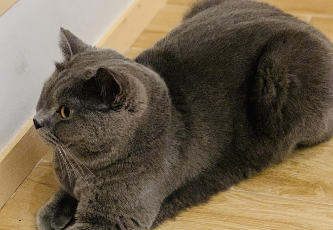 一文告诉你,英短蓝猫为什么会咬人? 一文告诉你,英短蓝猫为什么会咬人?