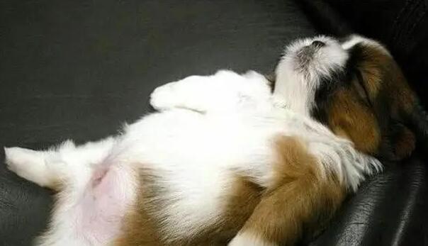 狗有胀气会自己排出去吗 狗有胀气会自己排出去吗