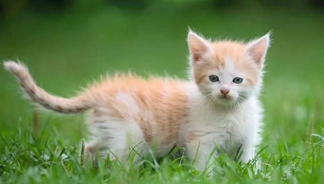猫咪为什么要站着不动