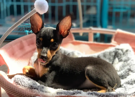 小鹿犬喜欢什么玩具?速速来了解! 小鹿犬喜欢什么玩具?速速来了解!