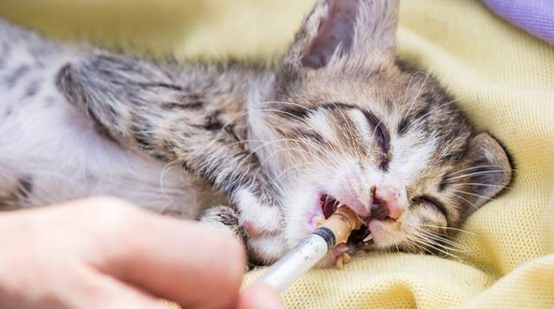 猫瘟分为几个阶段 猫瘟分为几个阶段