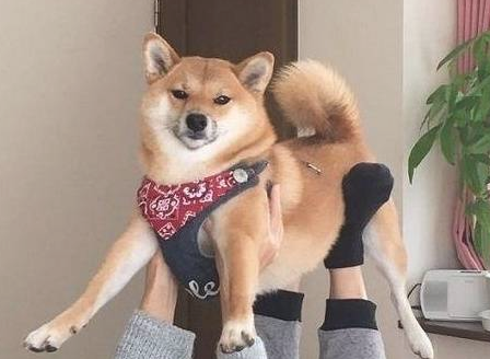 你狗狗究竟有多爱你，你可能不知道，这几个层面你不得不说