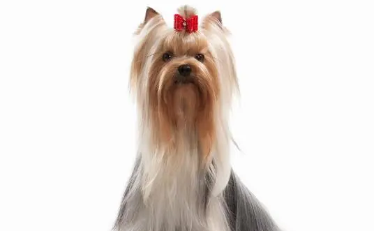 约克夏怀孕注意什么?哪些注意要点? 约克夏怀孕注意什么?哪些注意要点?