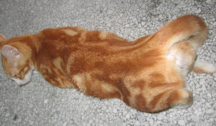 猫咪后腿神经受损的表现