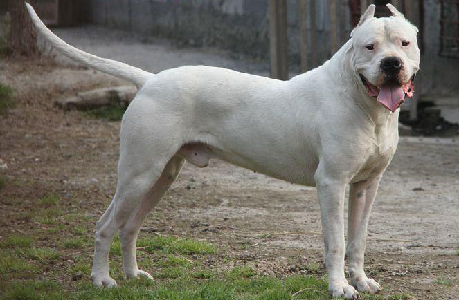 杜高犬吃什么狗粮好？来了解下吧