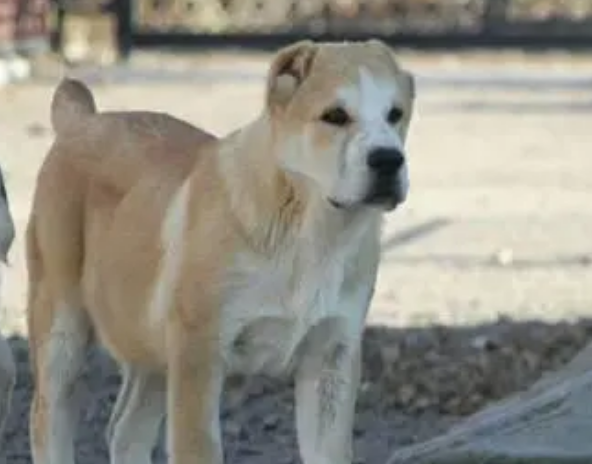中亚牧羊犬怎么养？你知道吗？