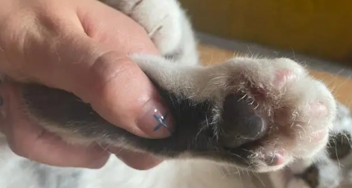 猫咪烂脚丫用什么药好
