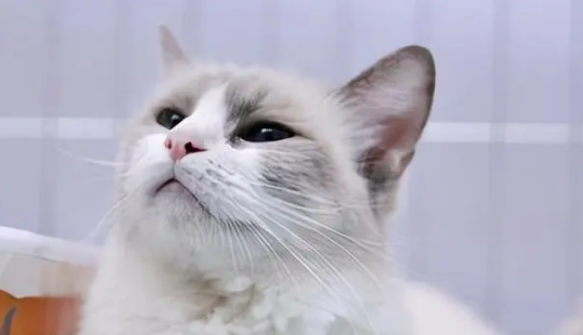 邓峰家猫的名字