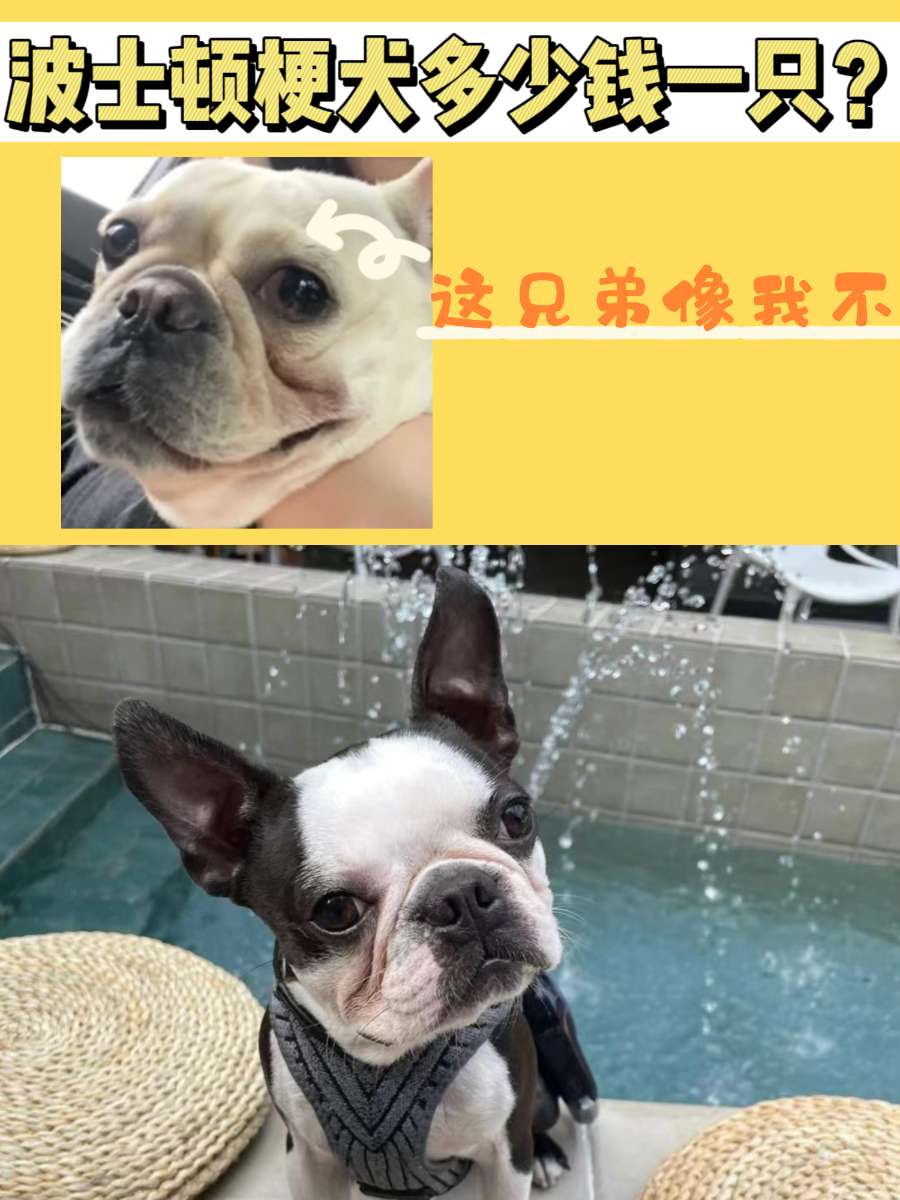 波士顿梗犬多少钱一只？怎么分清它跟法斗