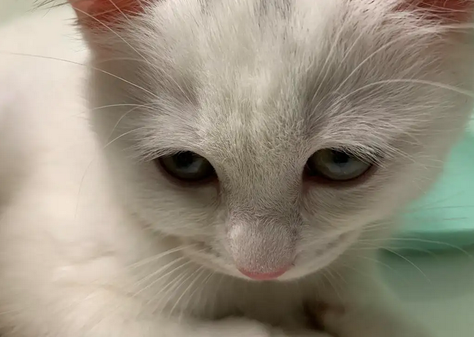 猫咪眼睛为什么会长睫毛的原因