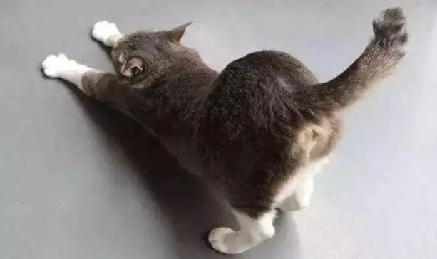 猫咪撅着屁股叫为什么呢 猫咪撅着屁股叫为什么呢