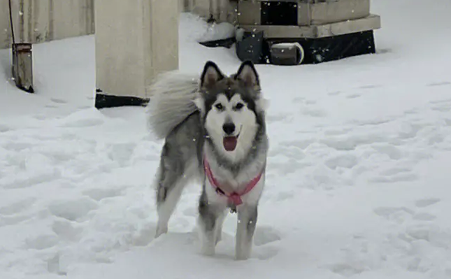 阿拉斯加雪橇犬发情怎么办？护理攻略在这！