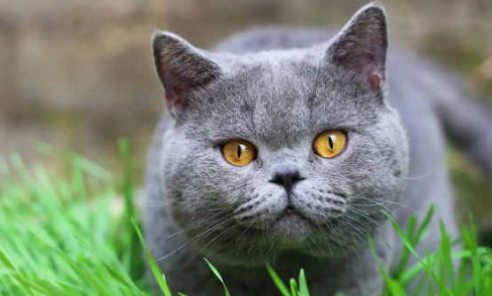 猫突然发出呜呜的低吼 猫突然发出呜呜的低吼