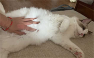 摸母猫肚子怎么知道它怀