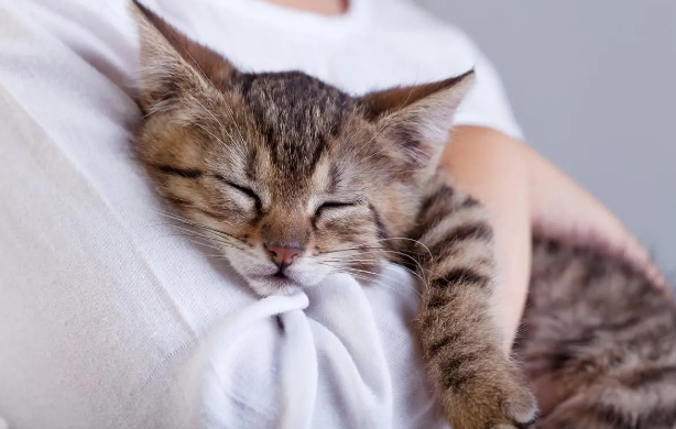 为什么抱了猫咪身上会痒呢