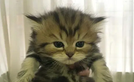 返祖猫值钱吗