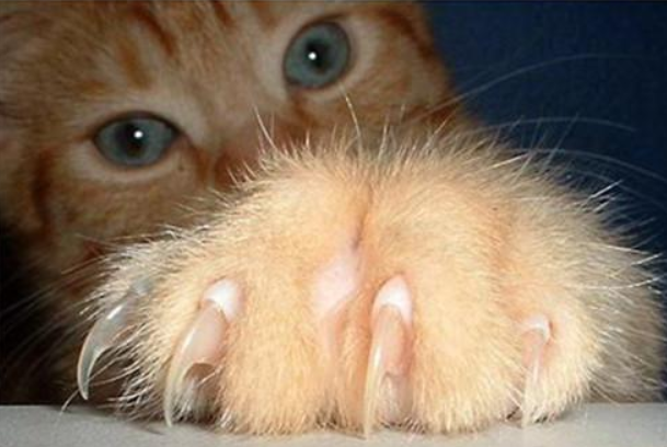 猫咪趾甲为什么特别脏呢