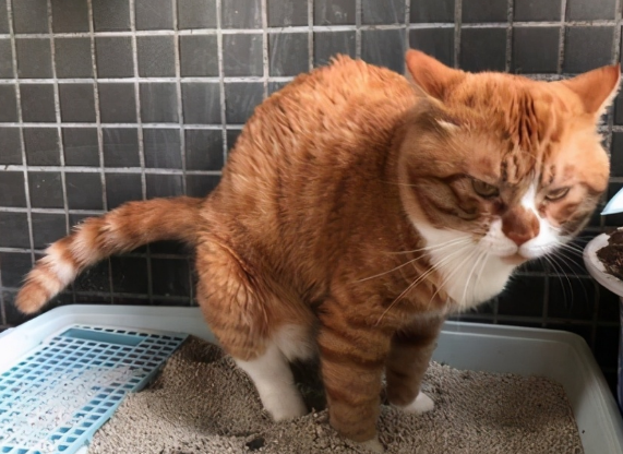猫咪吃猫粮有点软便怎么回事
