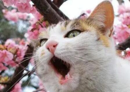 猫咪为什么叫小鸟的声音呢